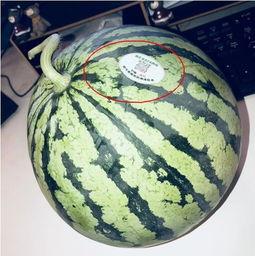 广西网红吃瓜,趣味横生引网友热议